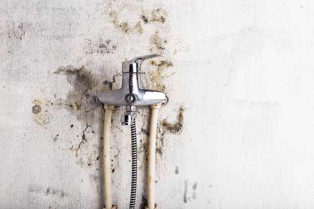 Best Commercial Mold Removal  in Franklin, MI