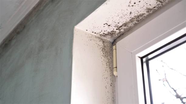 Best Black Mold Removal  in Franklin, MI