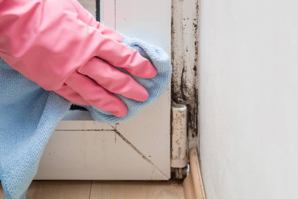 Best Same-Day Mold Removal  in Franklin, MI